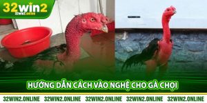Huong Dan Cach Vao Nghe Cho Ga Choi Tai 32win2